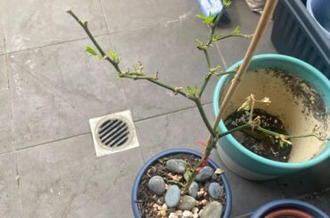 Update - the pepper plant I nuked with pyrethrin is bouncing back - should I prune it back?