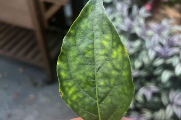 Anyone know what could cause my Tabasco leaves to become discolored like this? Didn’t see any pest on the underside, and it primarily affects the older leaves.