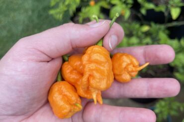 Beautiful orange butch t