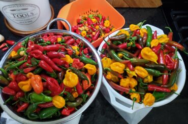 Morning harvest