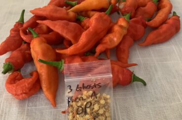 2023 season chili seeds are ready!