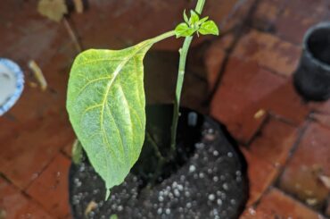 Tabasco plant leaves droop and are starting to turn yellow, I just bought this from a nursery. Any help appreciated