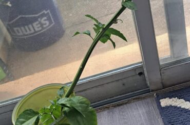 How to propagate?