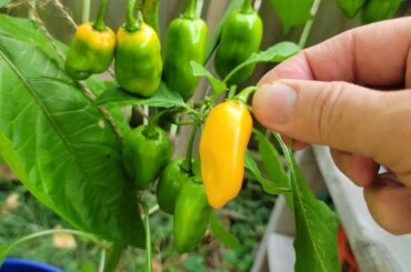 Supposed to be Datil Peppers