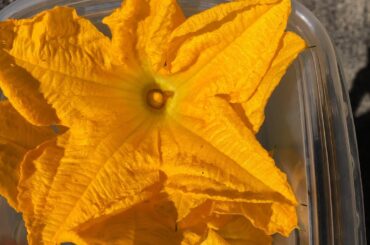 Squash Blossoms Quesadillas | Quesadillas de Flor de Calabaza