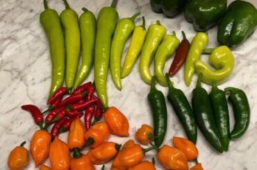 The habaneros decided it’s time to start really putting out I guess???