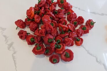 MOA Scotch Bonnet Harvest (more to come)