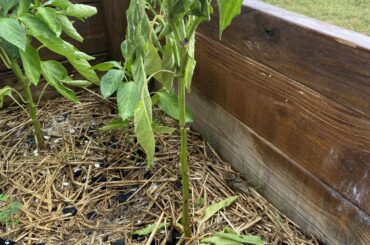 Is she too late to save? Droopy and dropping leaves.