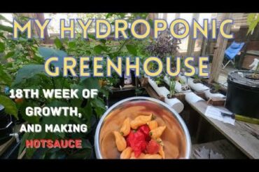 My Hydroponic Greenhouse, 18th week of growth. Plus, making peach hotsauce.