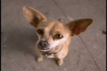 Pst.. Yo Quiero Taco Bell
