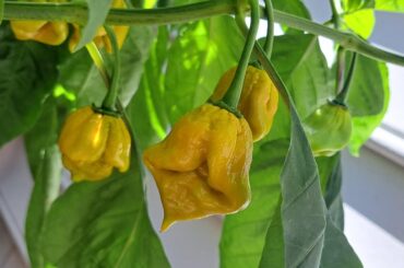 7 pot brown or mustard?