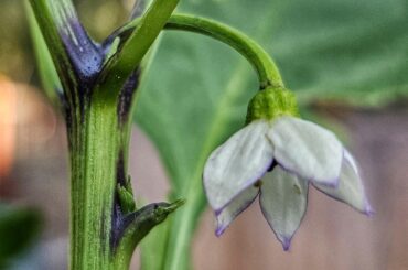 Tom's Bomb (f5) X Rattlesnake Hatch Variety f1 first bloom
