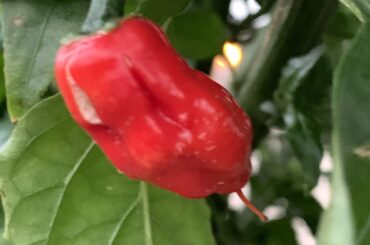 Ghost Pepper: Is this little guy ripe?