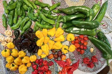 First mini harvest.