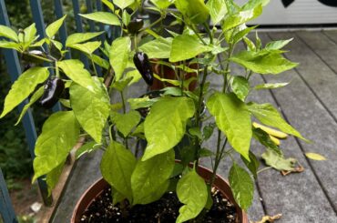 How do I know when they are ready+ help identifying