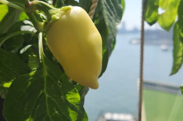 What am I?