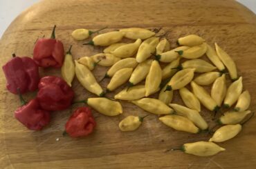 Bahamian beast and aji pineapple. Going to ferment for couple weeks then make some hot sauce