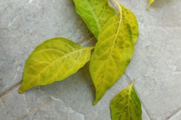 What's wrong with my pepper plants leaves?