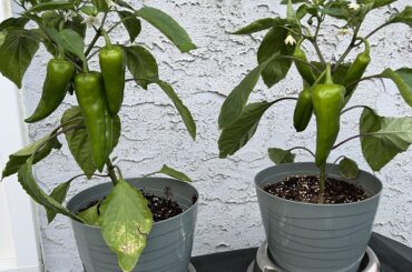 Are these ready to pick yet lol ?