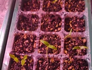 Caroline Reapers: Why are they so leggy is this normal?