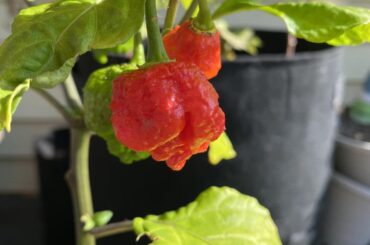 Going on vacation and coming back to nice ripe peppers is SO GOOD