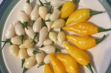 White Biquinho Cross?