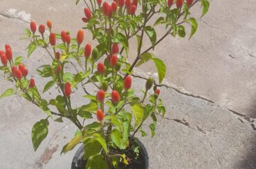 What are these Peppers? Any tips on how to grow them?