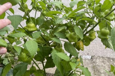 What pepper is this?