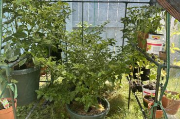 Heat wave keep yourselfs and your guys nice and watered and put in shade if it gets too hot