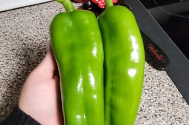 What are these ???