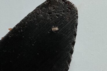 This bug came out of my chocolate habanero. What is it? Purchased at a market in Vlaams-Brabant, Belgium.