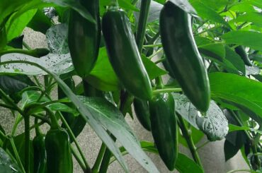 Do these look about ready to be picked? I planted these jalapenos in April. I was hoping for them to develop some corking before picking them but honestly they were sitting like that for so long that I'm starting to doubt it's gonna happen.