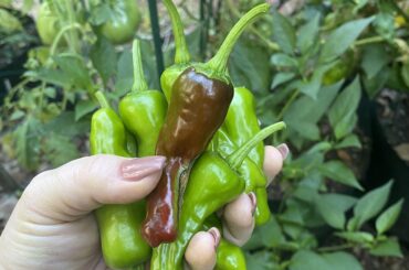 Do these look like pepperoncini to you?