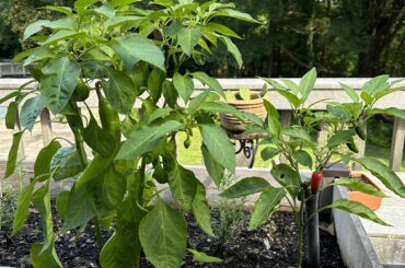 Happy plants and companions