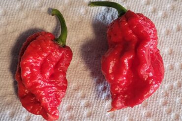 Any help identifying this pepper? Was told its a Trinidad scorpion..