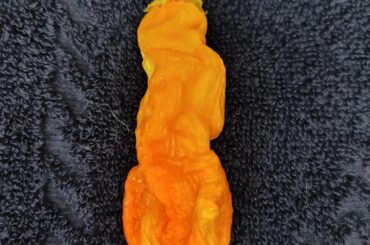What kind of pepper is this?