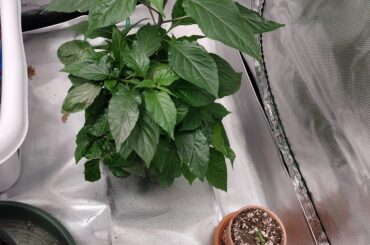 Can anyone tell me when to expect fruits?