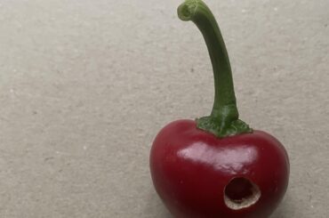 Anyone have any ideas as to what did this? It’s been happening to a lot of my thick-walled peppers