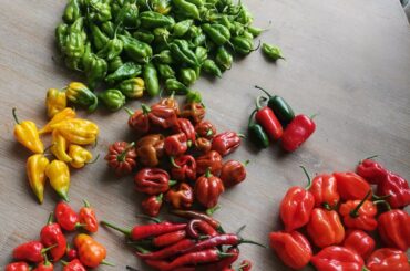 Little harvest of the day