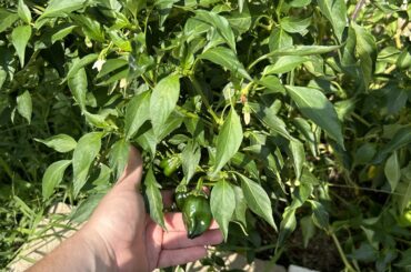 Any idea what Chile this is?