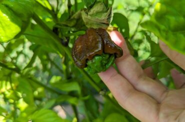 Labeled Chocolate Bhutlah but doesn't have the right shape. All the peppers on this plant have this shape. At least turning brown.