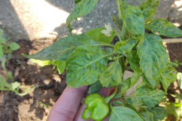 Two Peppers i cant recognize