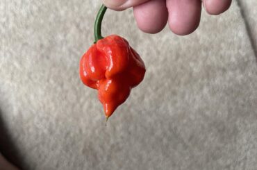 Is this a reaper?