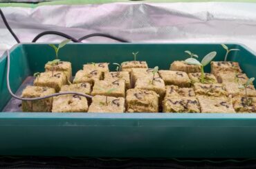 The seeds have now entered into what I call The Pain in the Ass stage. Some need feeding with 300ppm of nutrients whilst the rest need to stay on rainwater. Ghost Peppers, Capsicum, Riesentraube Tomato, Mortgage Lifter Tomato, Watermelon.