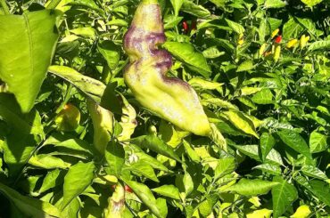 We good? Ghost peppers turning purple.