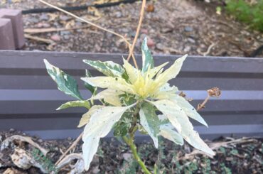 I got this variegated pepper that popped up in one of my beds, any guesses as to who they are?