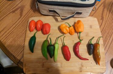 Got this bag of peppers from the CSA. I could use some help identifying (pretty sure the top ones are habaneros)