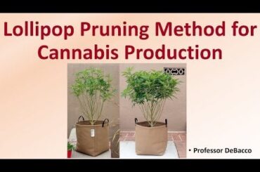 Topping, Pruning & Lollipopping your peppers for healthy and bigger plants!