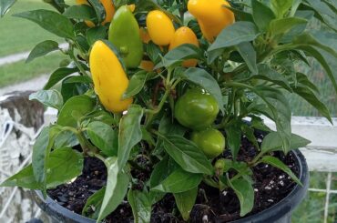 Just got this ornamental. Thumb size, quite hot & tasty!