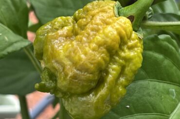 Pepper identification